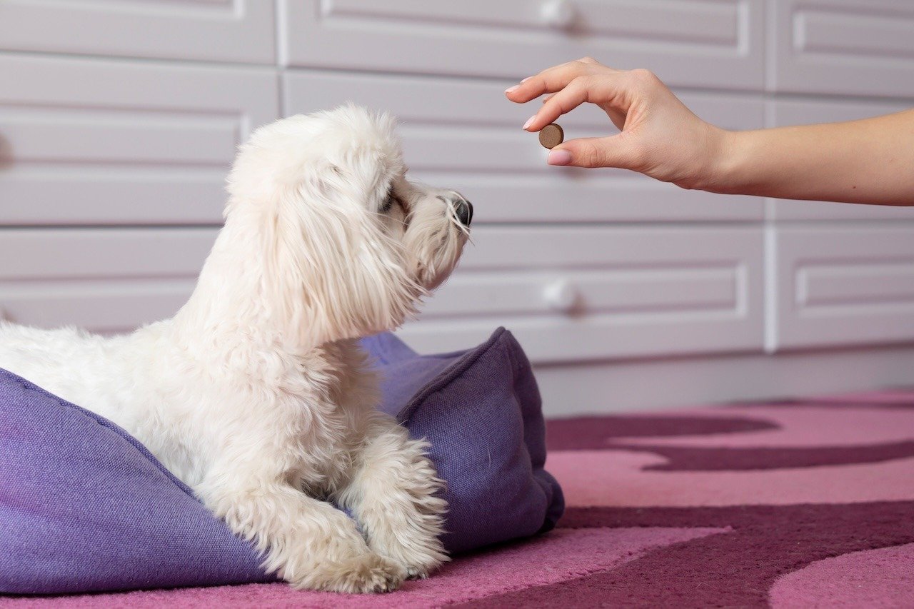 White poodle being offered a treat