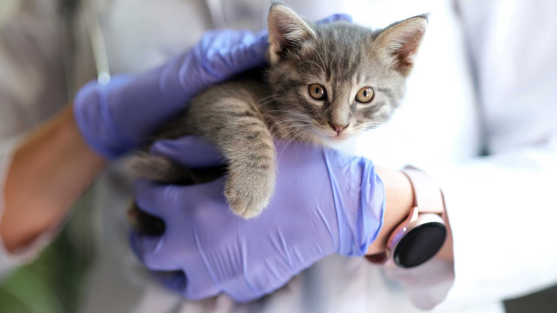 Female-doctor-veterinarian-holding-small-kitten-in-hands