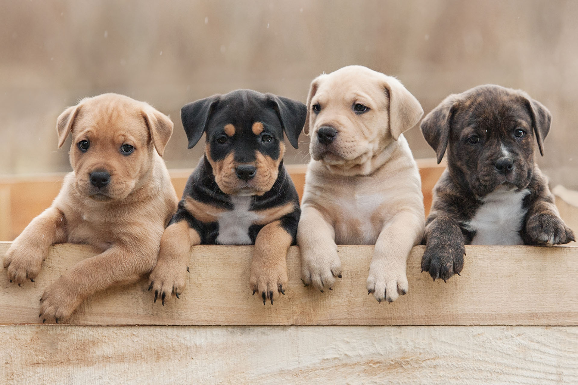 How Often Do Puppies Go To The Vet in the First Year