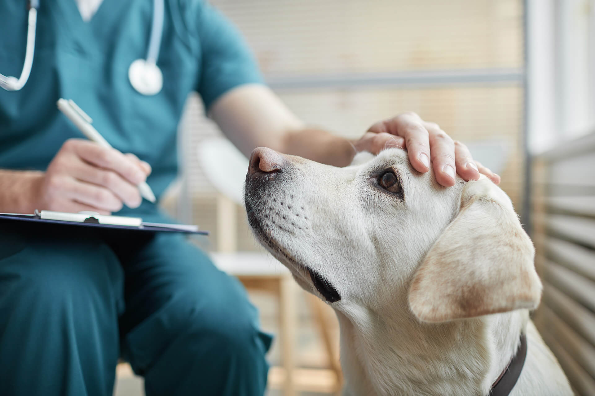 New Puppy Veterinarian in Pennsylvania Banner-1