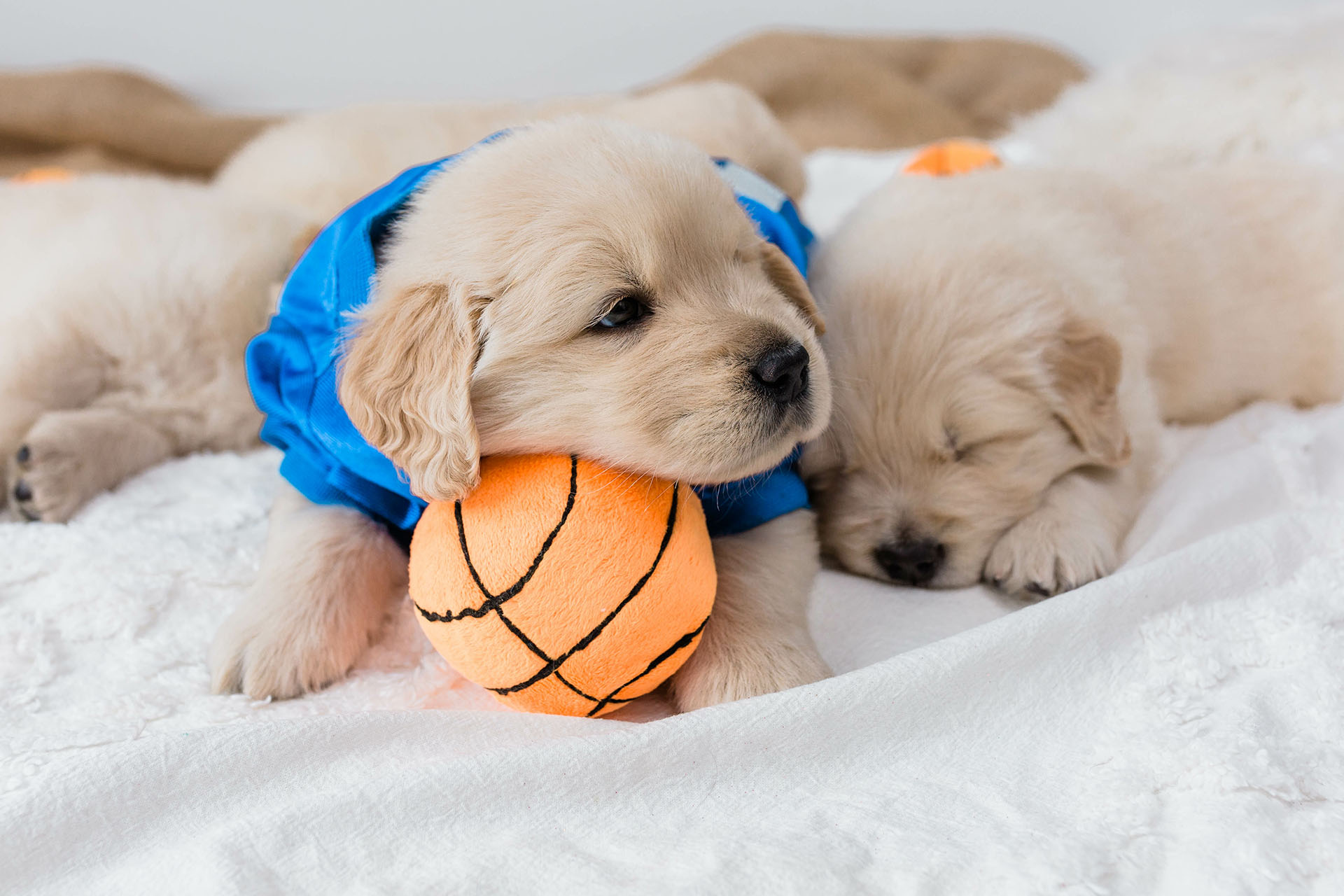 New Puppy Veterinarian in Pennsylvania Banner