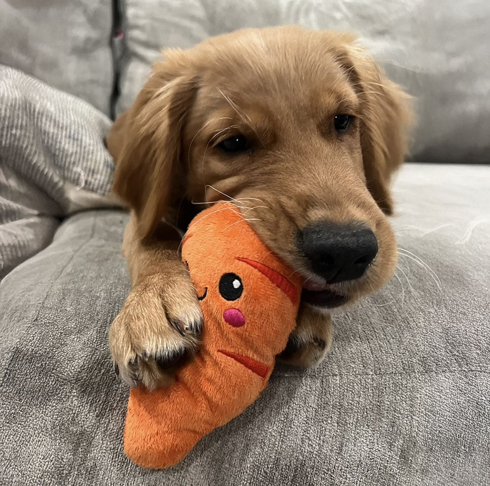 Brown dog with carrot toy