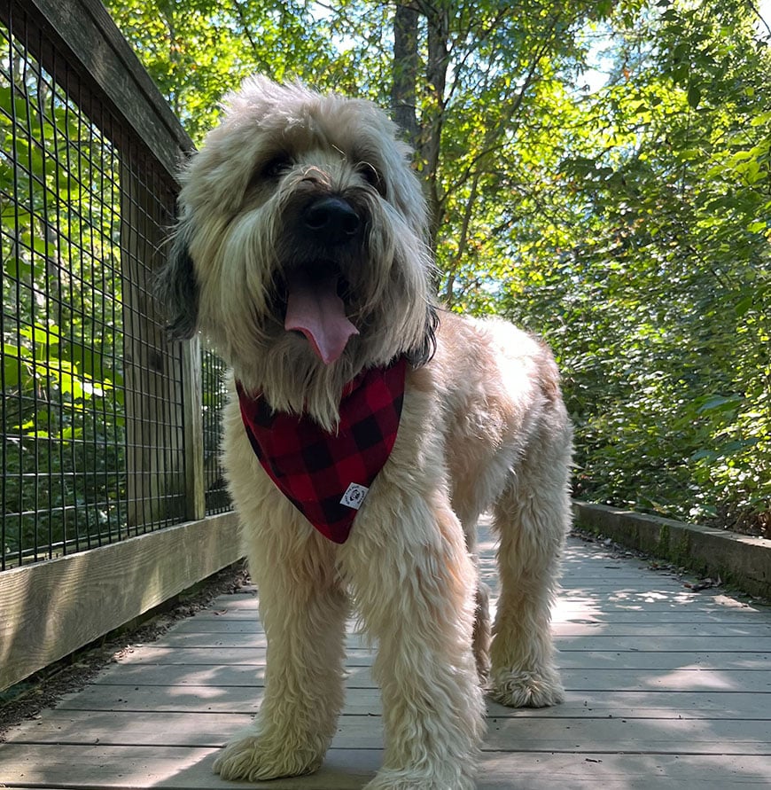 white-dog-with-red-bandanna