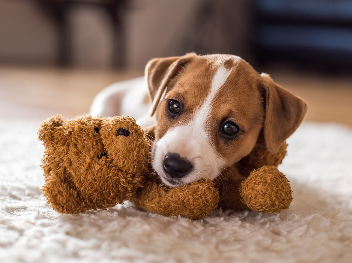 Should I Spay or Neuter My Puppy