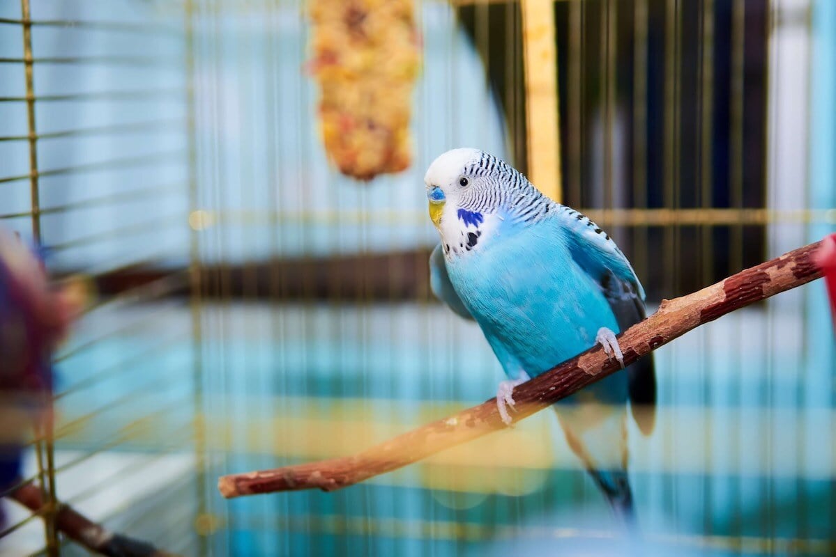 bird-blue