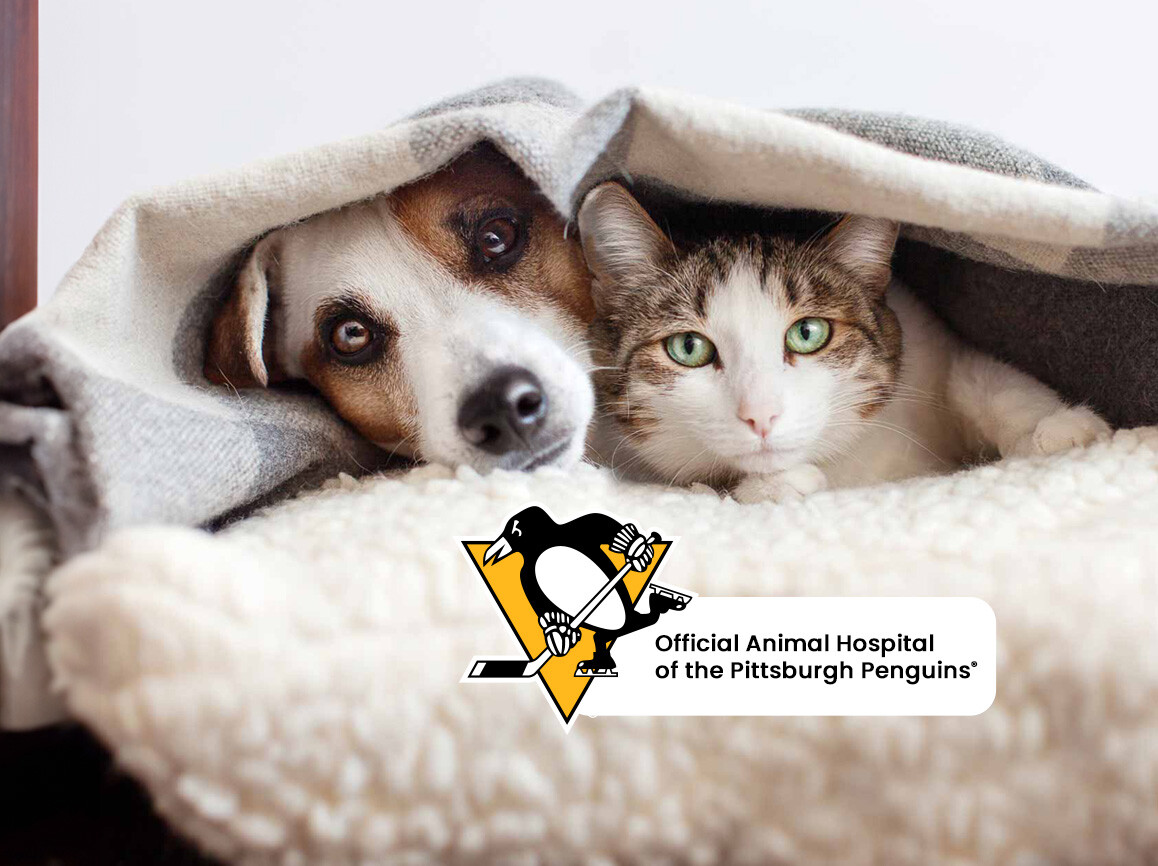 cat-dog-penguin-under-blanket-1