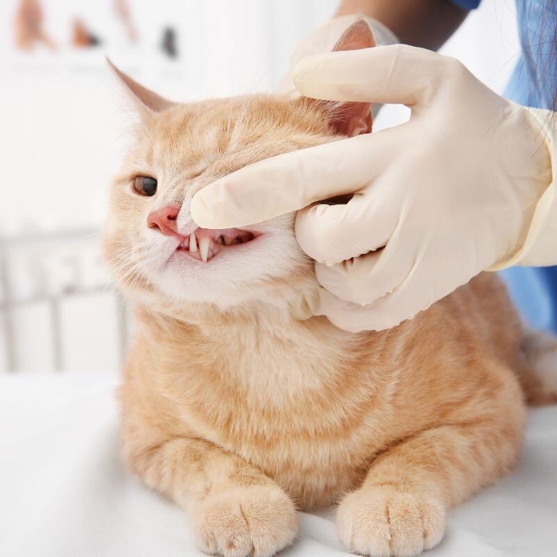 catdental