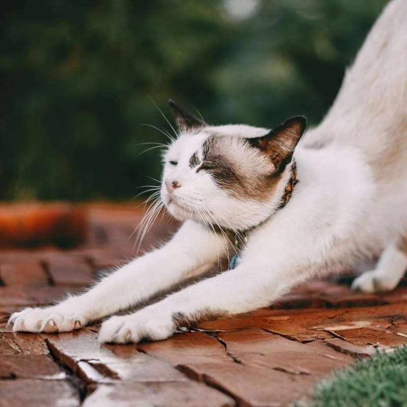 catstretch3