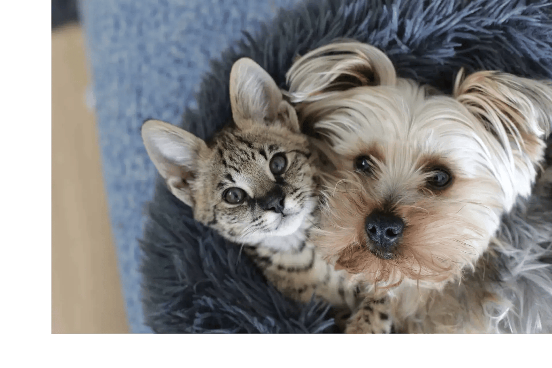 dog-and-cat-cuddling-on-rug-looking-at-camera