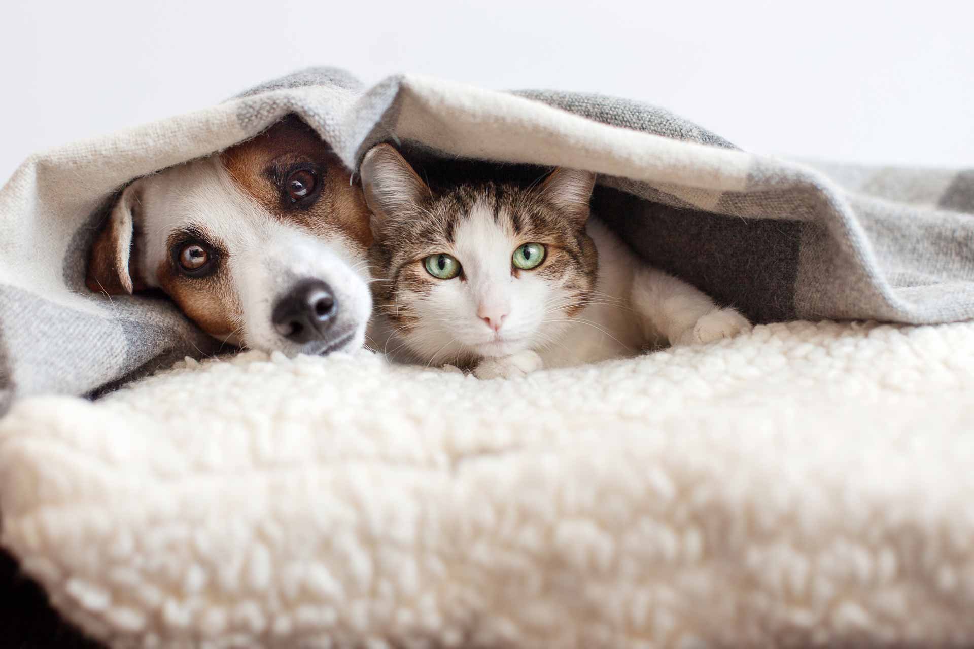 dog-and-cat-hiding-under-blanket