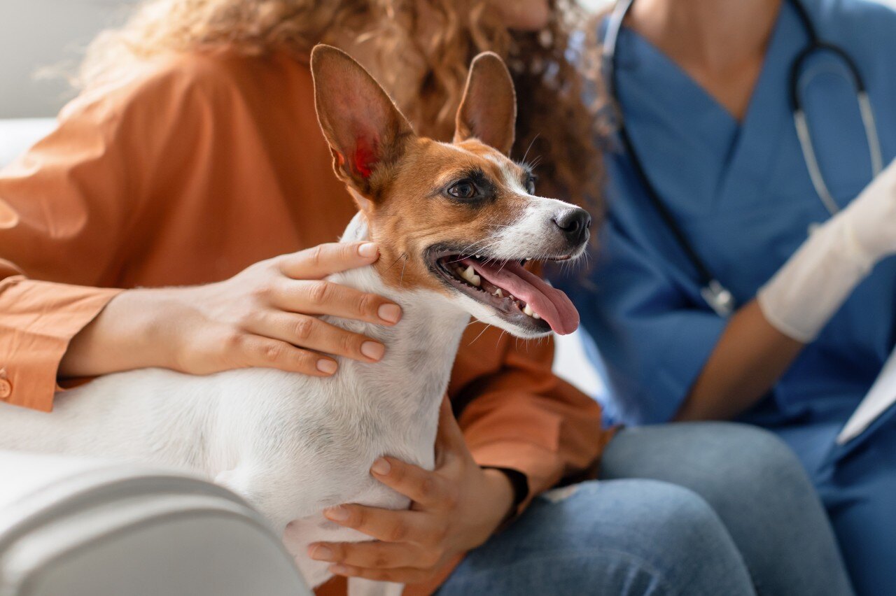 dogatvet