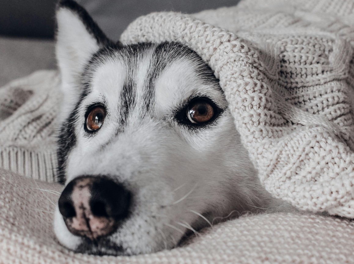 dogblanket