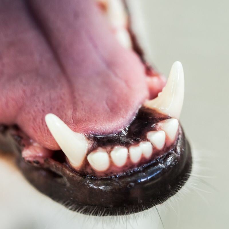 dogdental