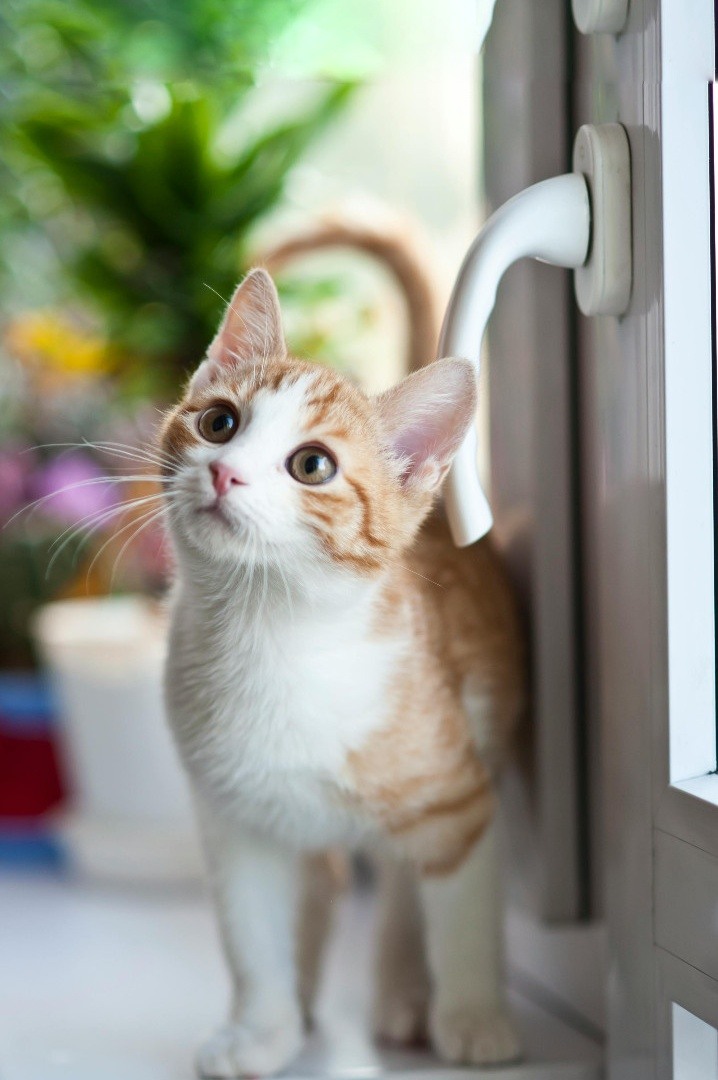 kitten3centered