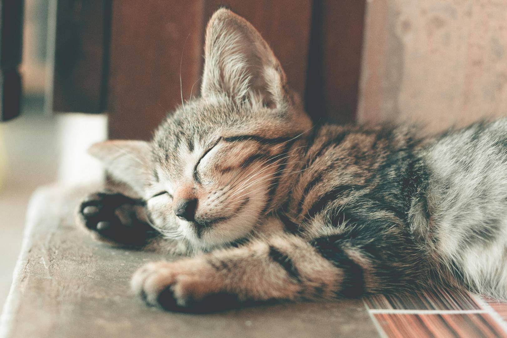 kitten5