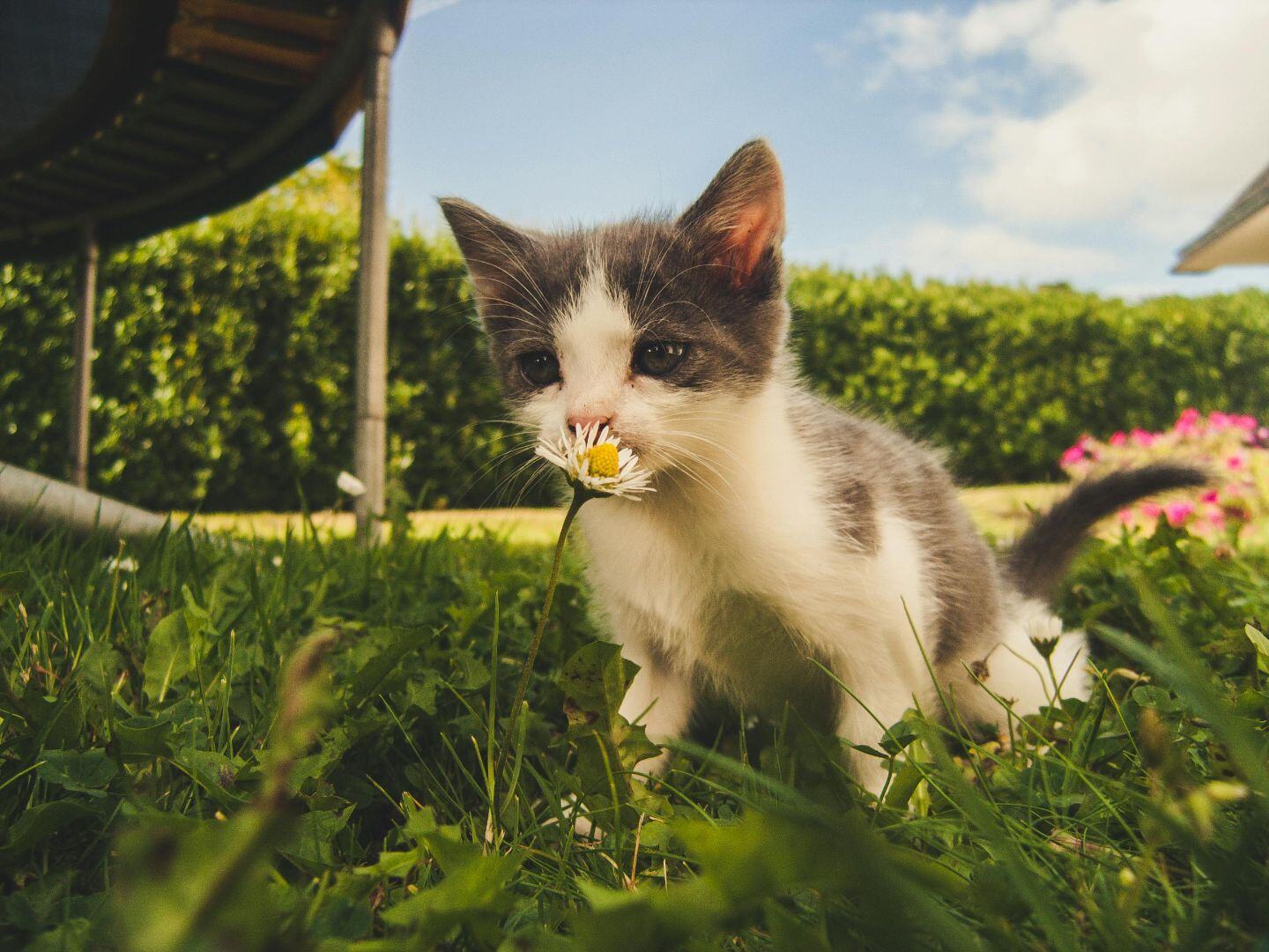 kitten8