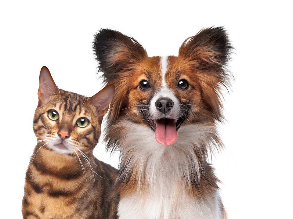dog-and-cat