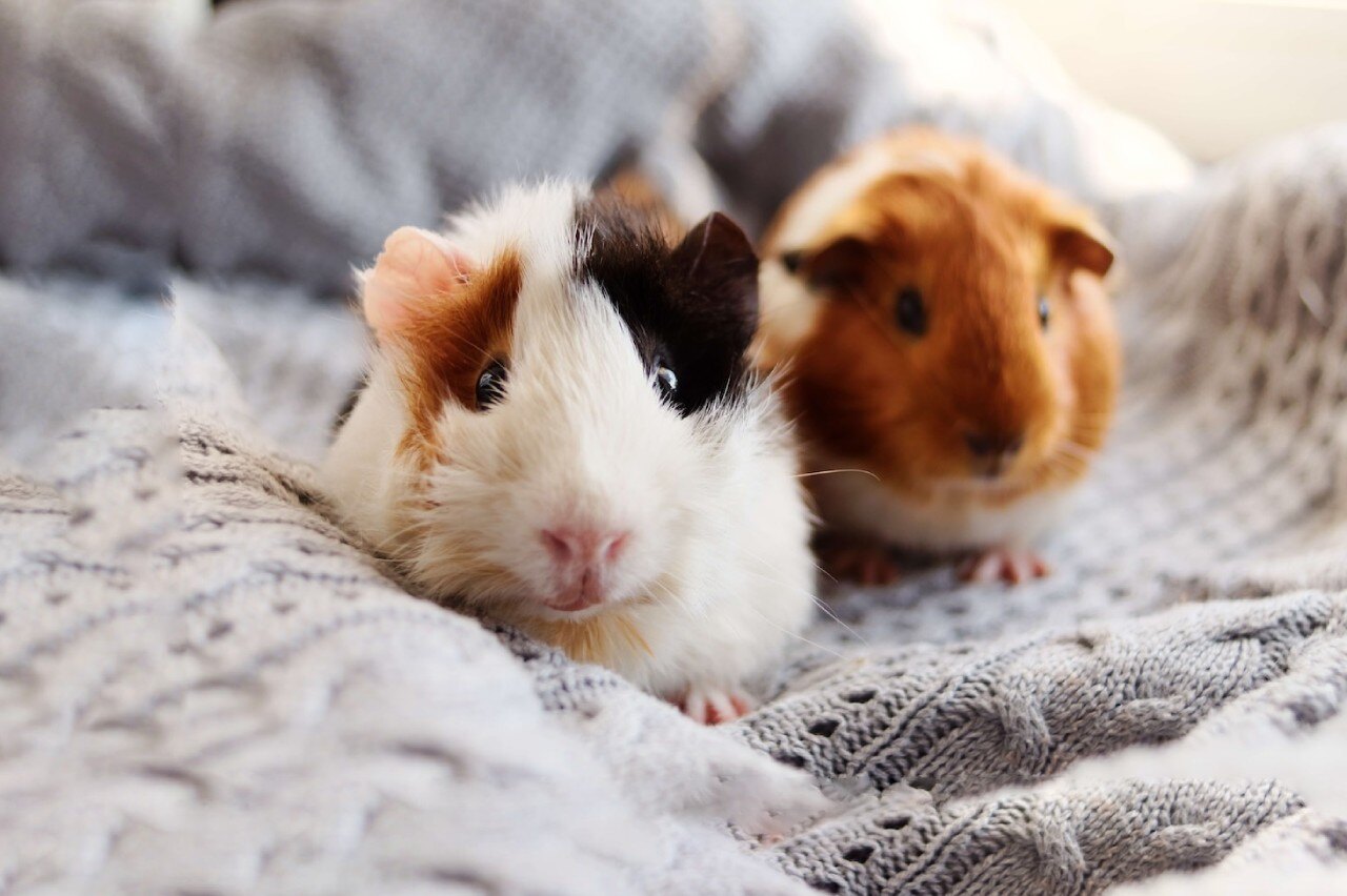 pocketpets1