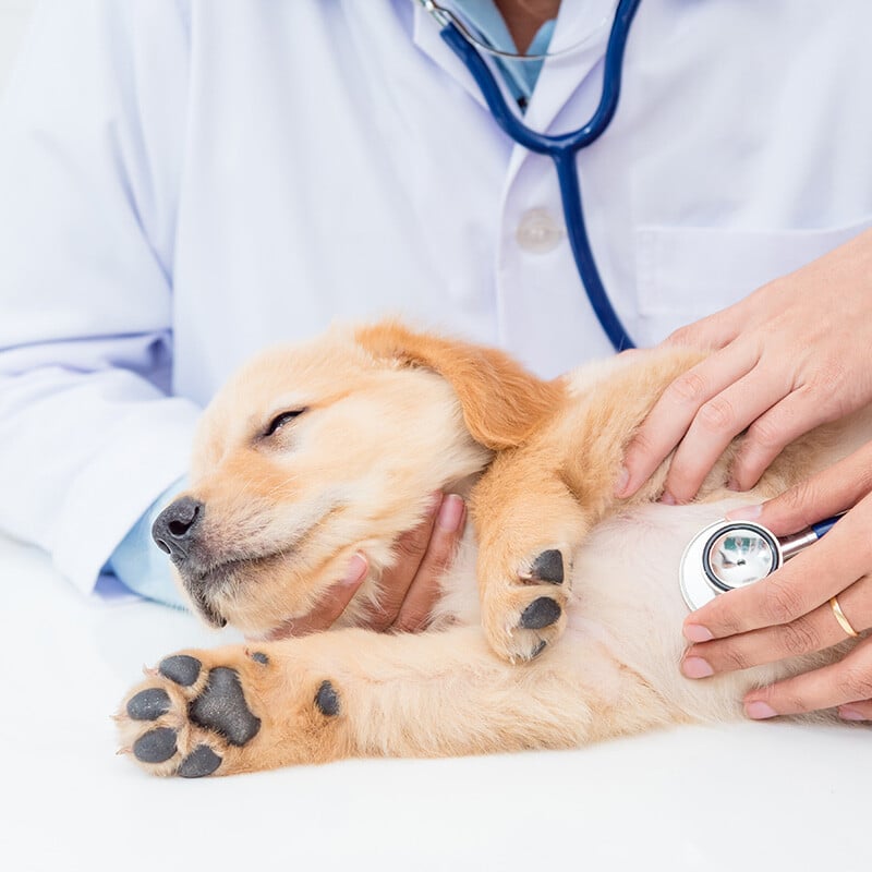 puppy exam in exam rood