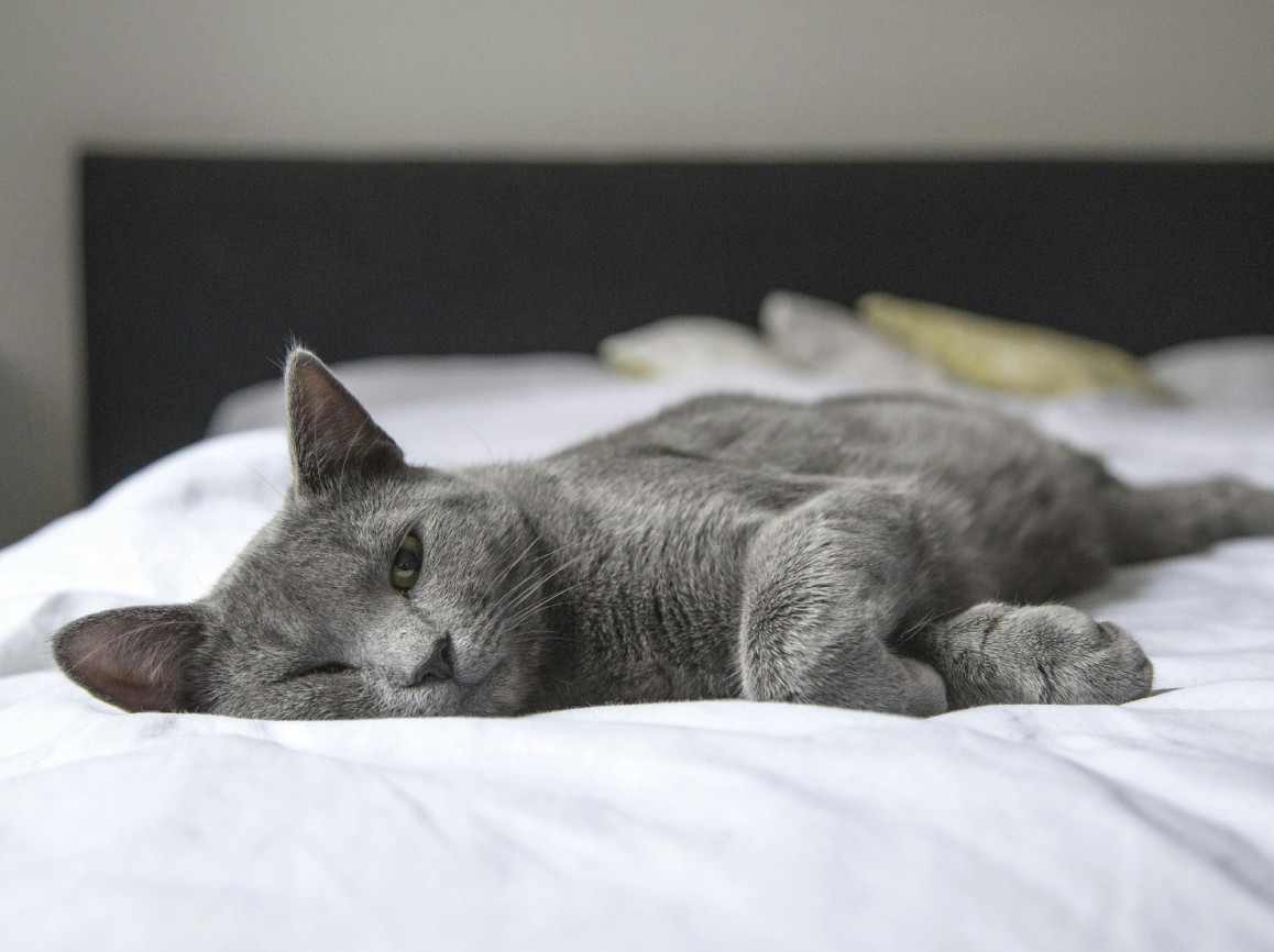 sleeping cat