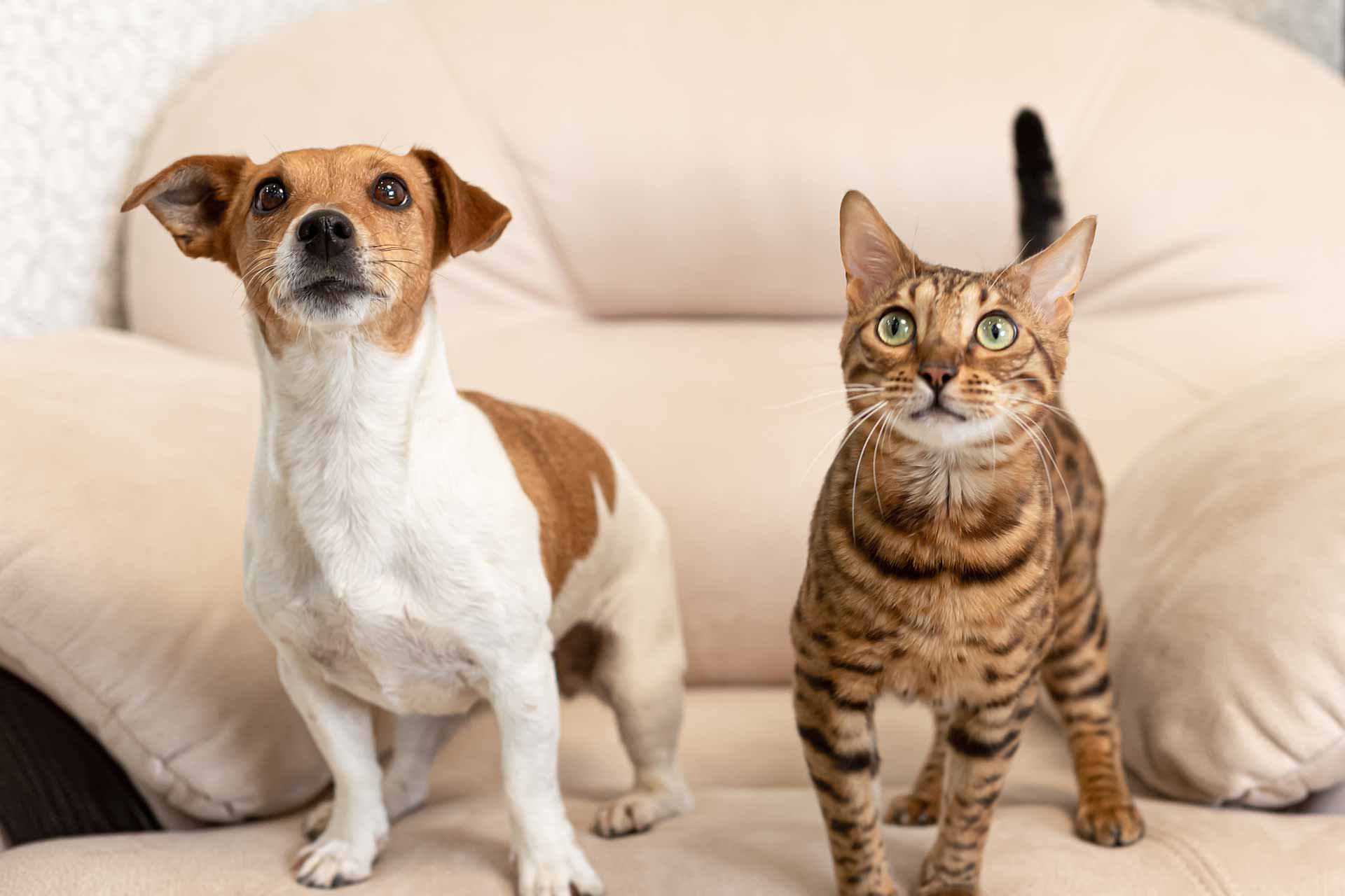 terrier-and-cat-standing-on-couch-looking-up