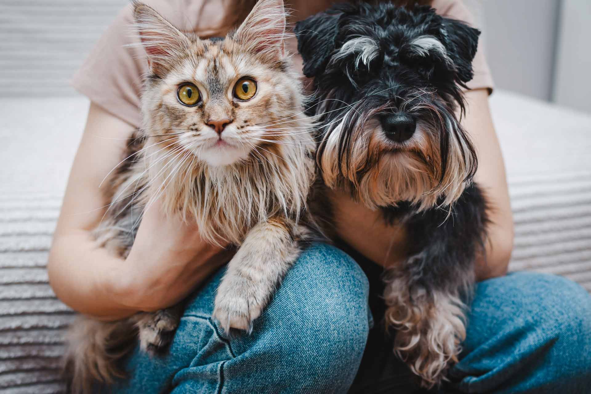woman-holding-dog-and-cat-in-her-lap