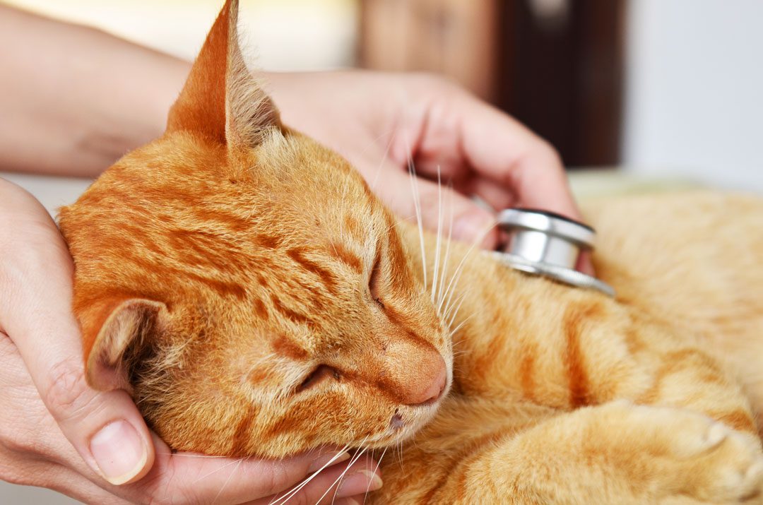 veterinarian examining orange cat with stethoscope