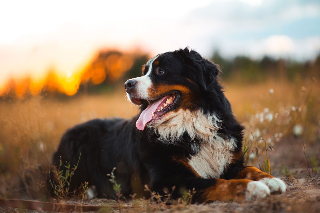Bernese Mountain Dog laying on the ground outside