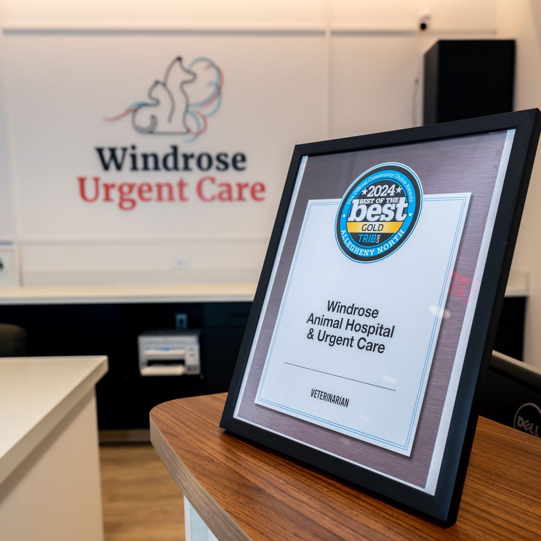 2024 award sitting on countertop in veterinary urgent care center