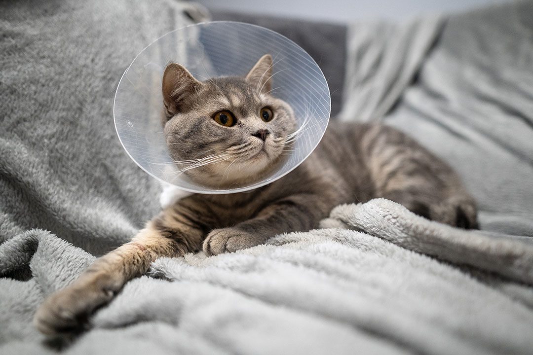 gray striped tabby cat wearing clear plastic cone indoors