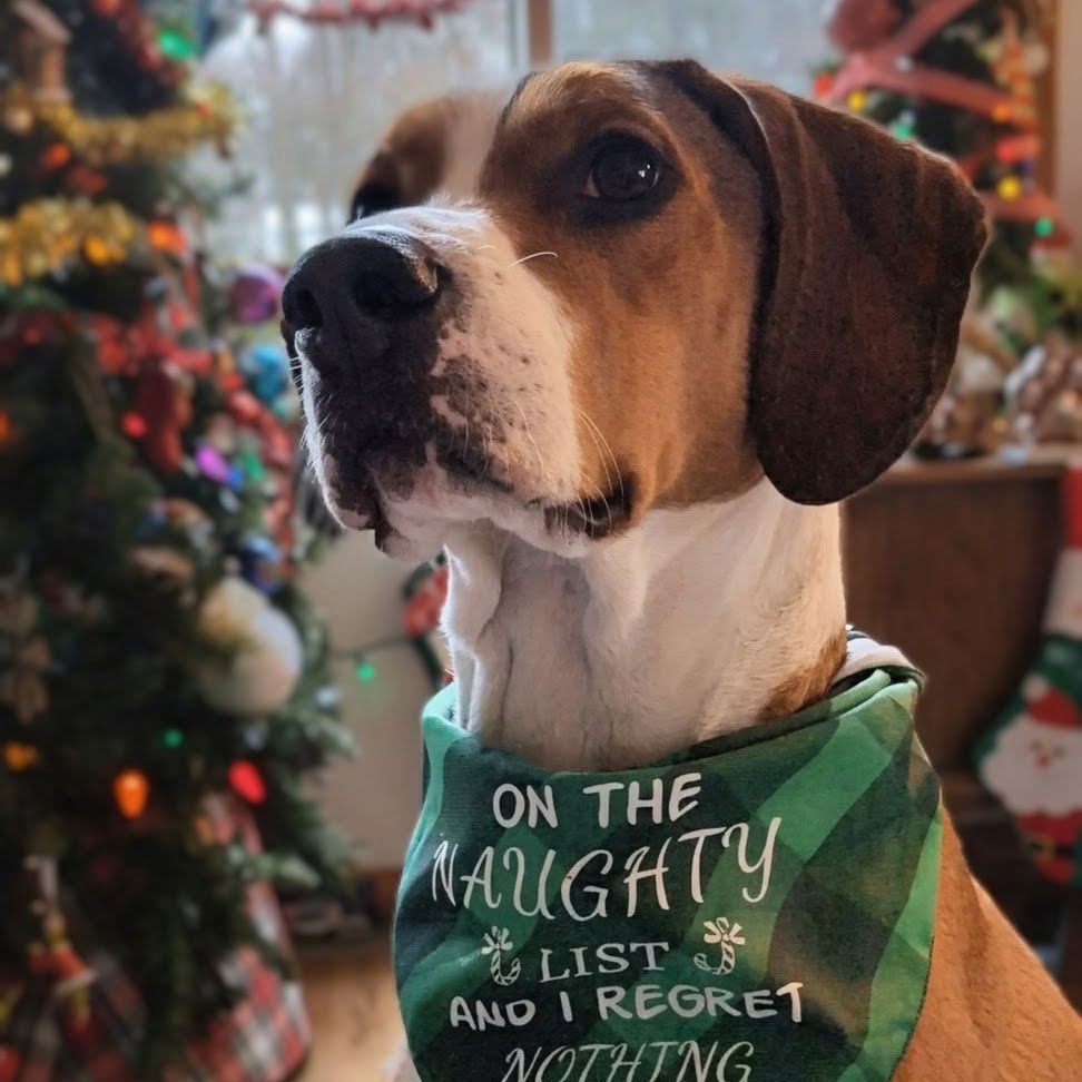 dog wearing a Christmas bandana around its neck