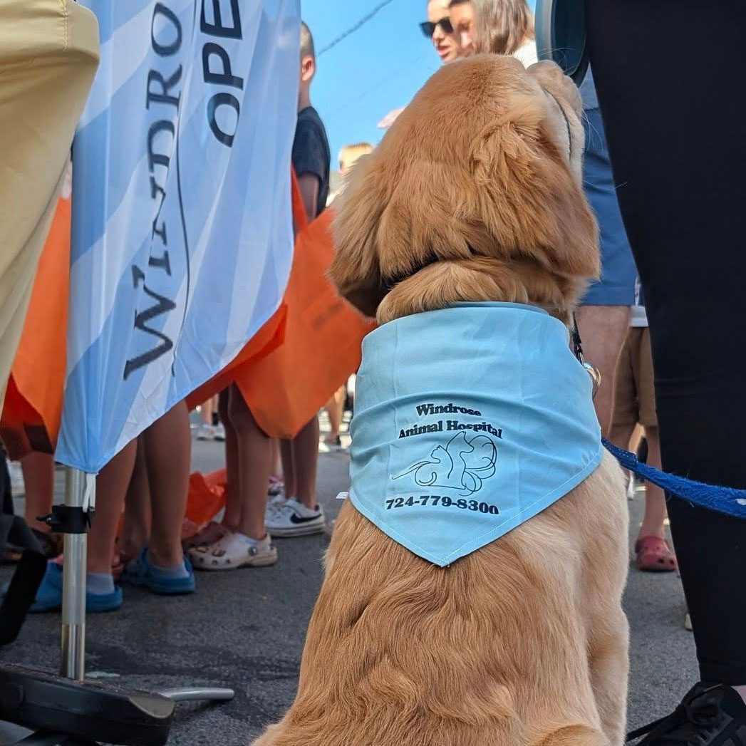 Golden retriever wearing branded Windrose Animal Hospital bandana around its neck
