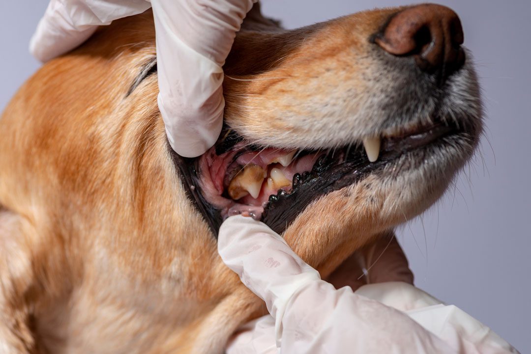 veterinarian examining dog with dental disease