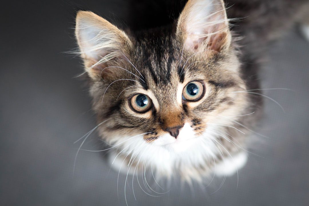 close up of fluffy brown kitten looking up