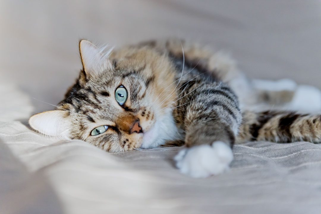 fluffy brown cat with bright green eyes laying on a bed