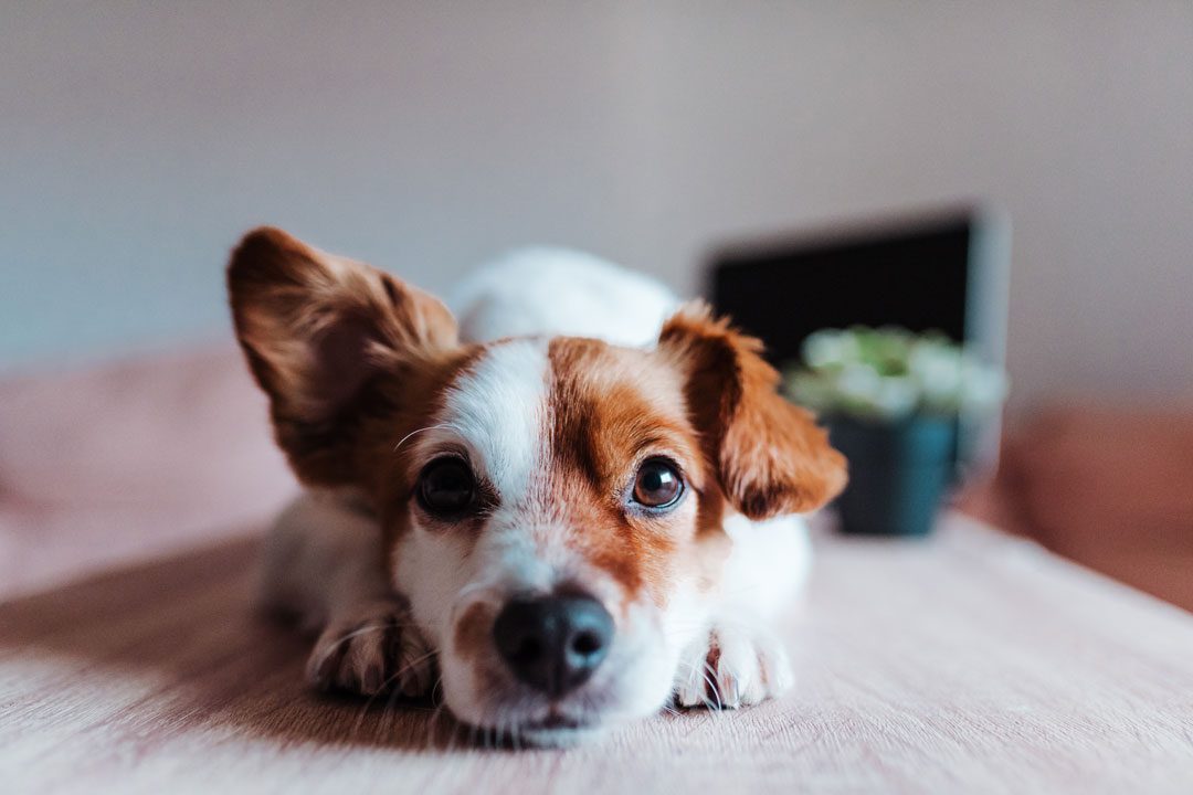 close up of Jack Russell Terrier dog laying down