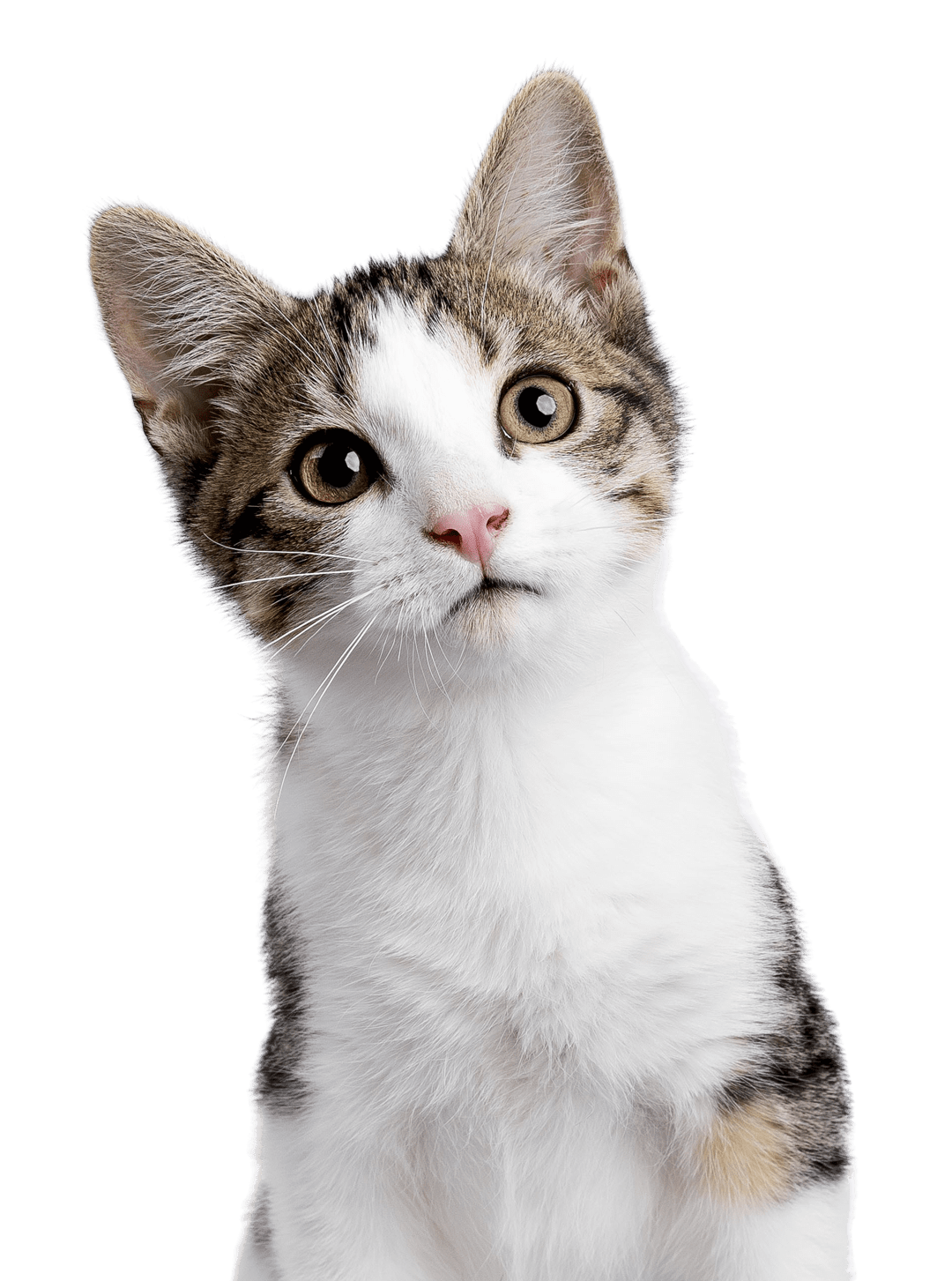 close up of curious kitten