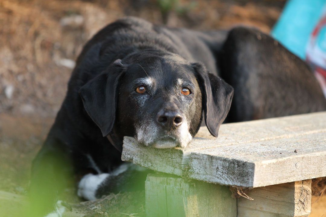 senior black dog laying outside resting its head on a wooden bench