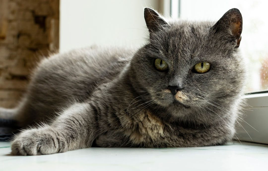 senior gray cat laying by window