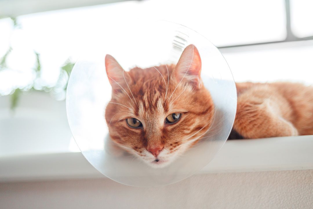orange cat laying on windowsill and wearing cone after surgery