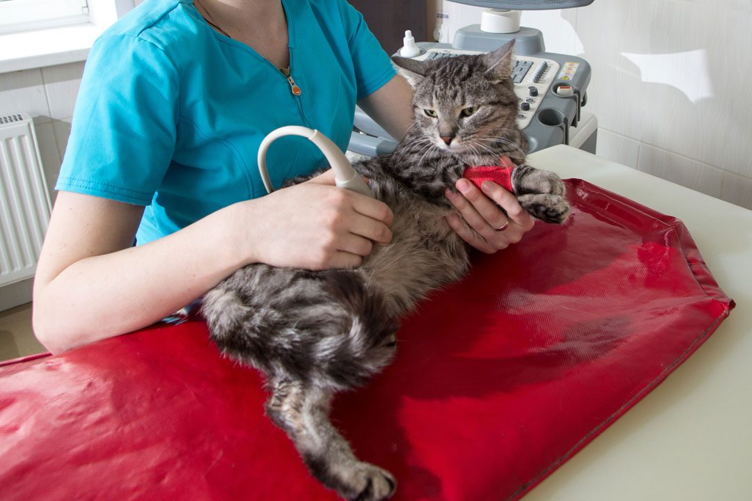 cat having ultrasound scan at veterinary clinic