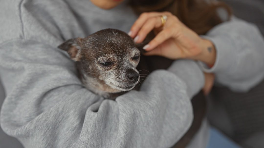 woman holding and petting an old chihuahua