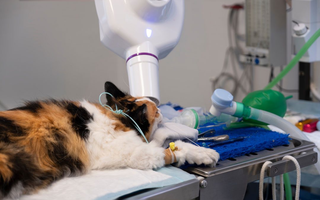 cat under anesthesia for dental x-ray procedure