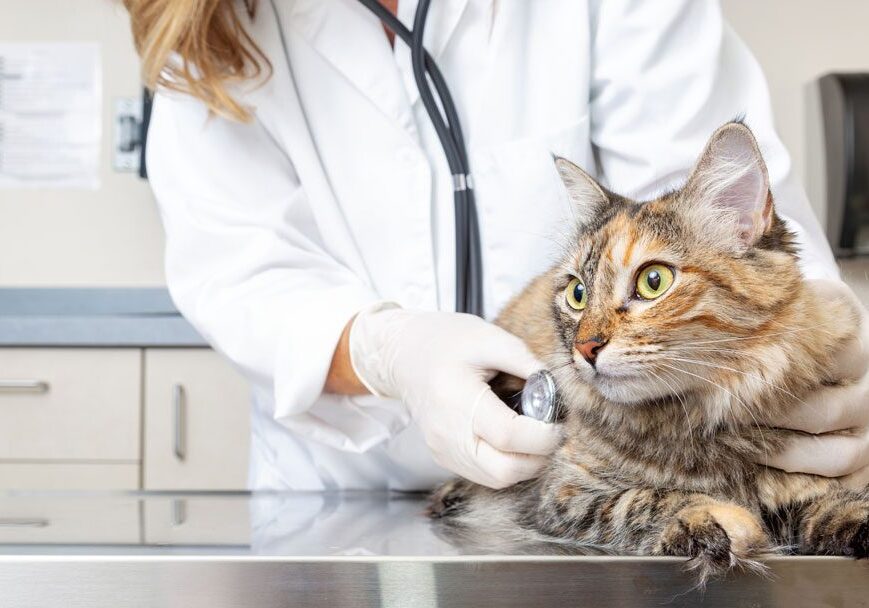 female veterinarian examining a cat with a stethoscope