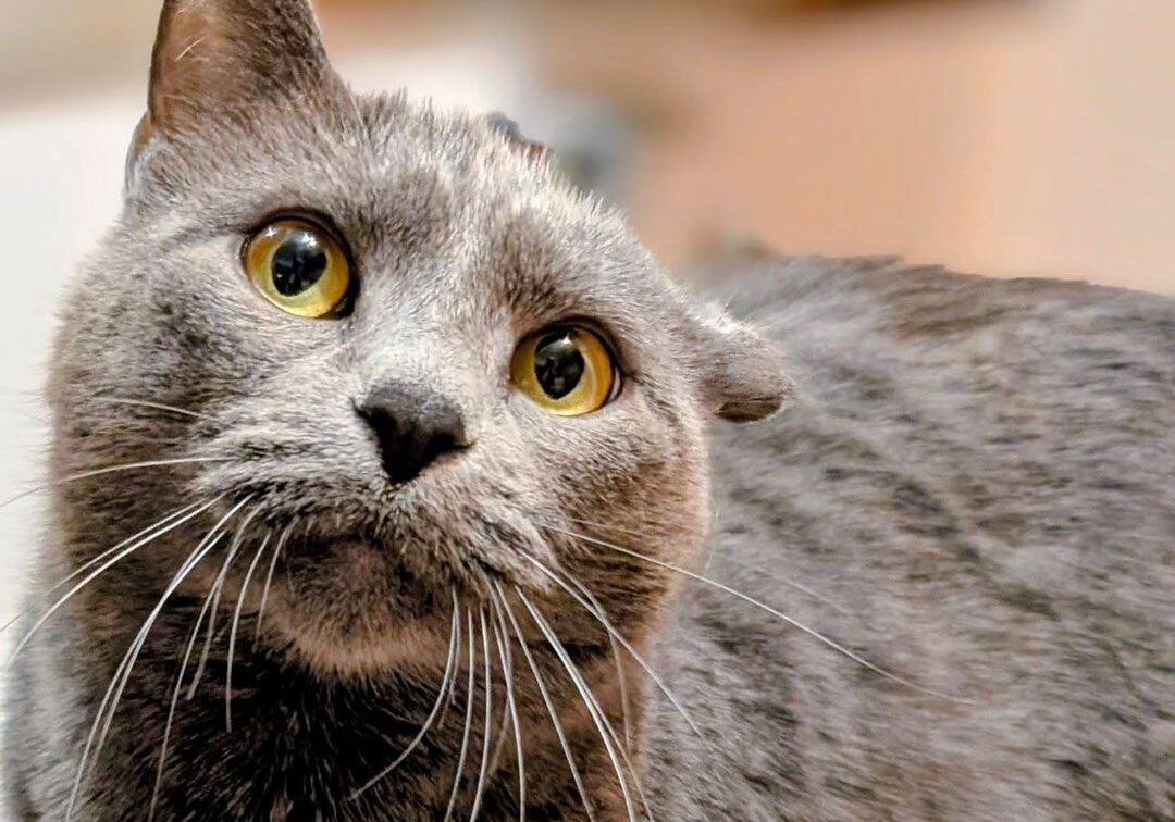 gray cat with head tilted to the side