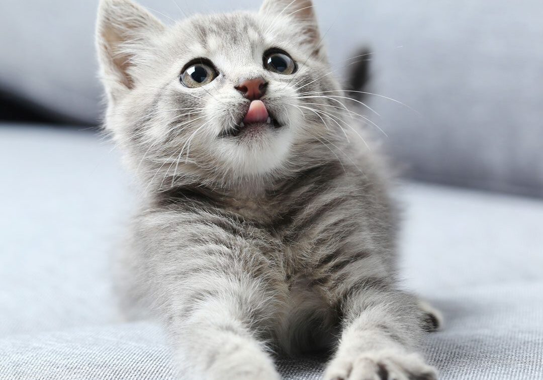 adorable gray kitten on sofa