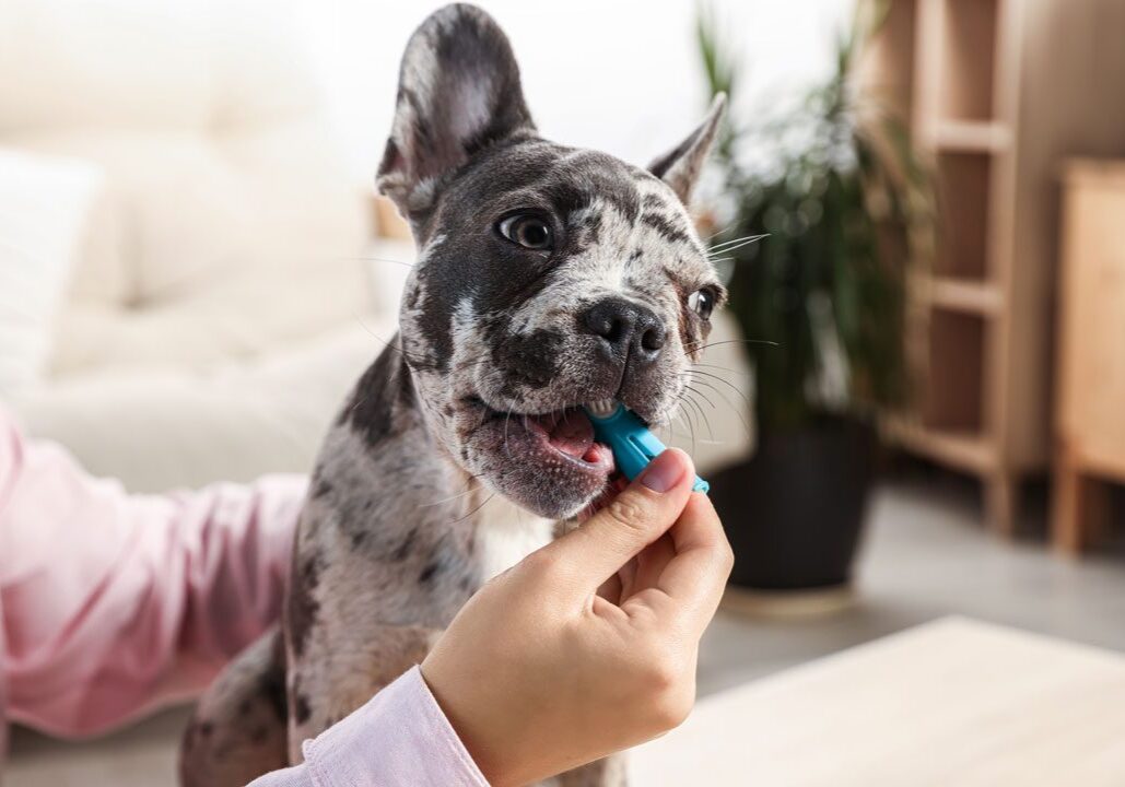 woman brushing her French Bulldog's teeth at home