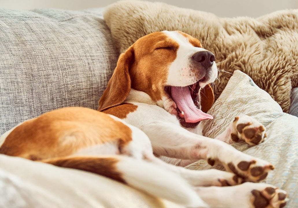 yawning Beagle laying on couch